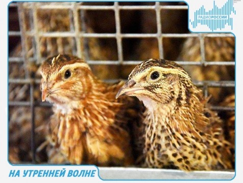 На утренней волне. Эфир от 13.02.2018 Тема: полезные перепела