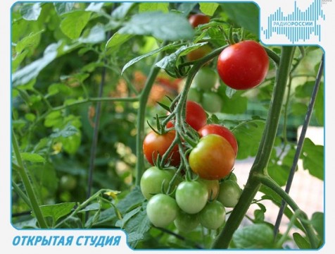 Открытая студия. Эфир от 20.02.2018 Тема: экологически чистые удобрения