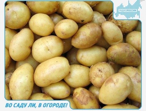 Во саду ли, в огороде! Эфир от 12.04.2018 Тема: сорта картофеля и их посадка