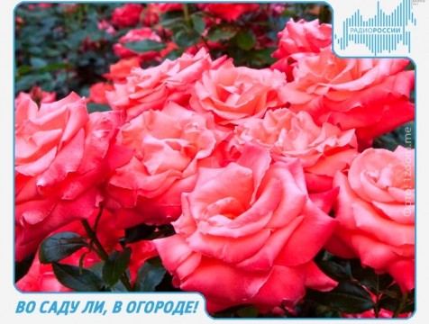 Во саду ли, в огороде! Эфир от 28.06.2018 Тема: ошибки в выращивании роз