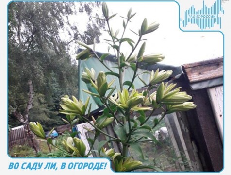 Во саду ли, в огороде! Эфир от 26.07.2018 Тема: садовые лилии и их сорта