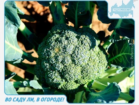 Во саду ли, в огороде! Эфир от 06.08.2018 Тема: выращивание брокколи