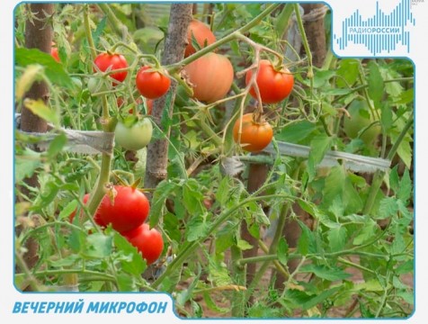 Вечерний микрофон. Эфир от 20.08.2018 Тема: итоги конкурса 