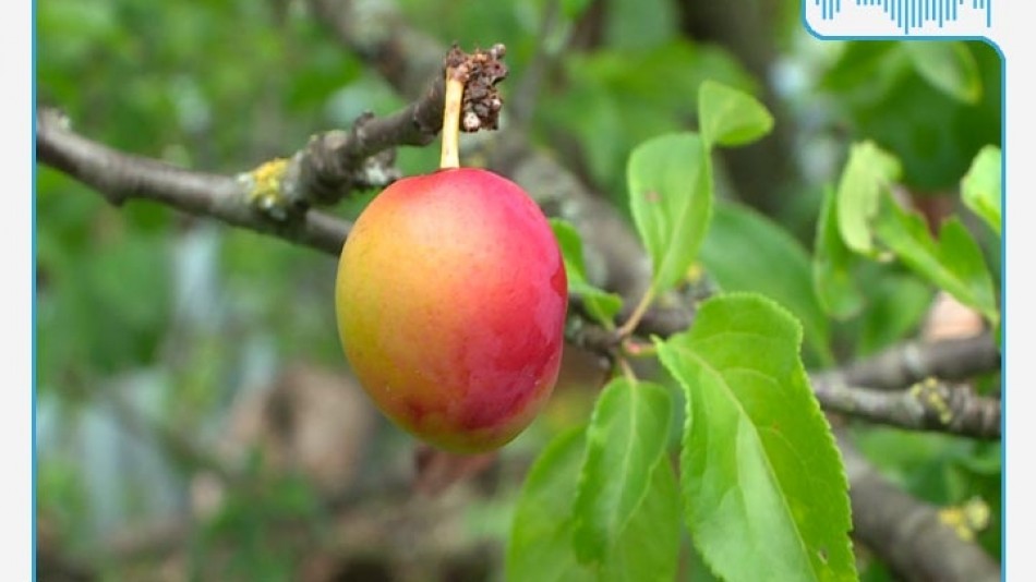 Радио-Сад0906.jpg