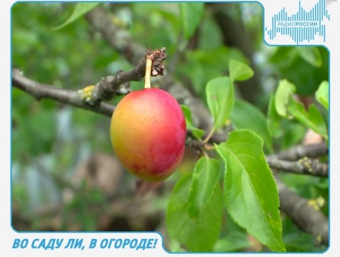 Во саду ли, в огороде! Эфир от 06.09.2018 Тема: подготовка растений к зимнему периоду