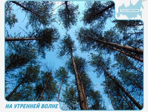 На утренней волне. Эфир от 14.09.2018 Тема: день работников леса