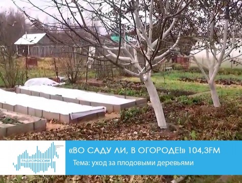 Во саду ли, в огороде! (04.10.2018) Тема: уход за плодовыми деревьями