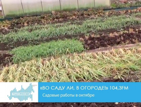 Во саду ли, в огороде! Садовые работы в октябре