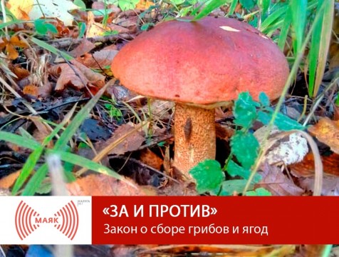 За и против. Закон о сборе грибов и ягод