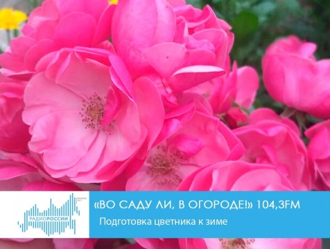 Во саду ли, в огороде! Подготовка цветника к зиме