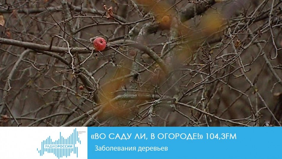 1115-Радио-Сад.jpg