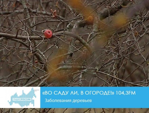Во саду ли, в огороде! Заболевания деревьев