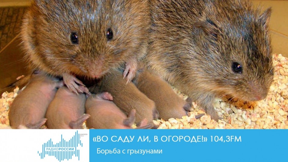 0110-Радио-Сад.jpg