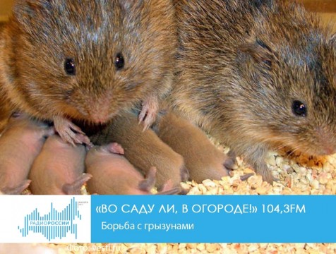 Во саду ли, в огороде! Борьба с грызунами
