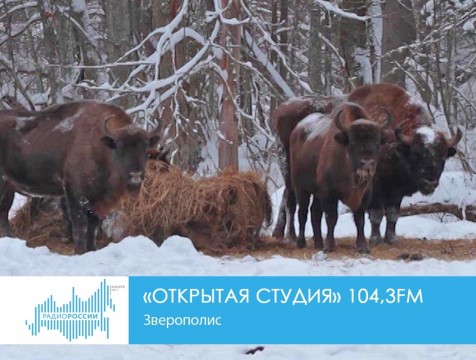 Открытая студия. Зверополис