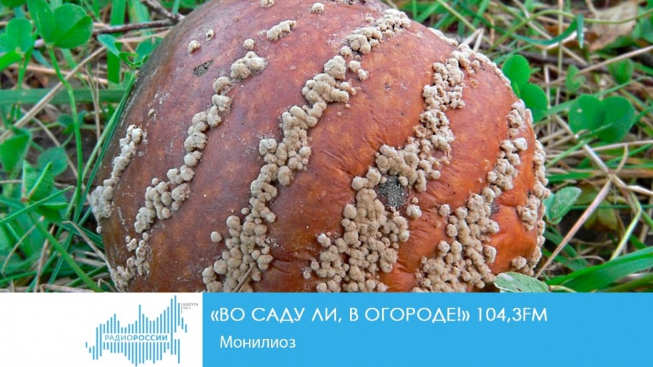 0214-Радио-Сад.jpg