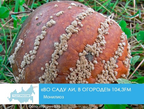 Во саду ли, в огороде! Монилиоз