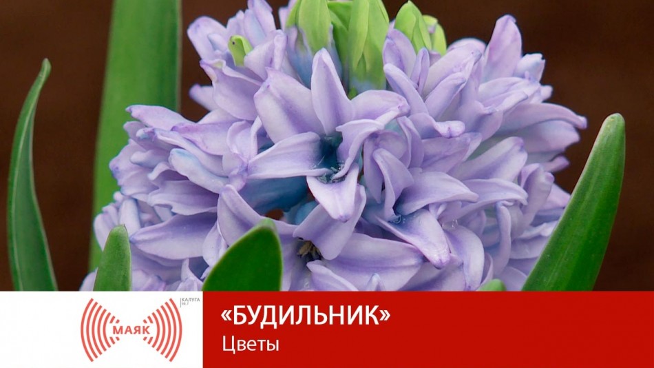 0305-МАЯК-Б.jpg