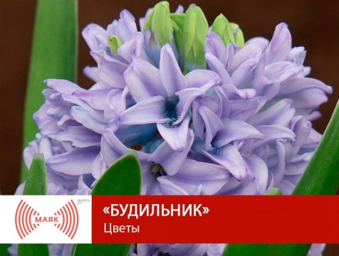 Будильник. Цветы
