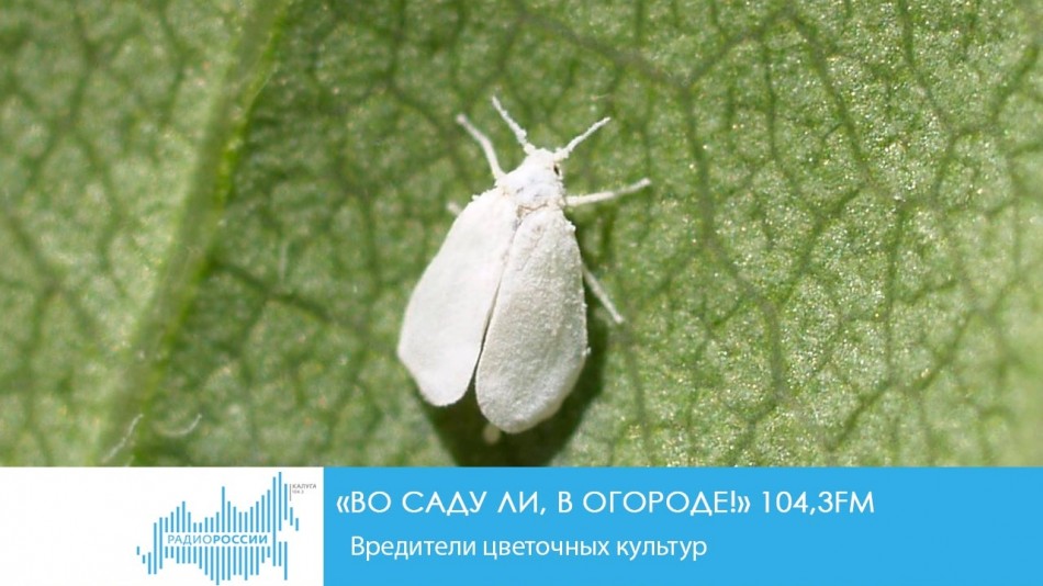 !-Радио19.04.jpg