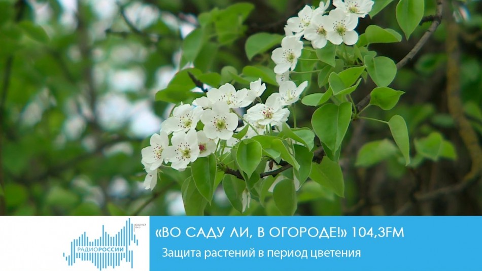 0516-Радио-Сад.jpg