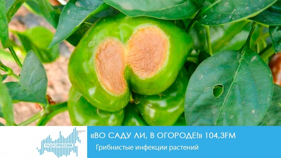 !-РадиоCfljujhjl.jpg