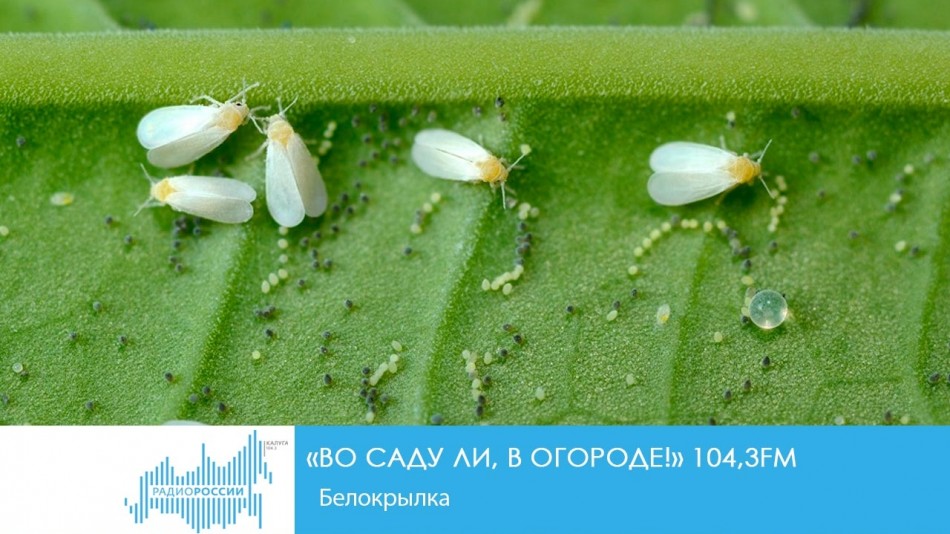 0815-Радио-Сад.jpg