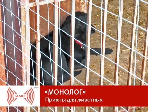 Монолог. Приюты для животных