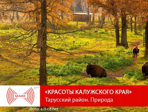 Красоты Калужского края. Тарусский район. Природа