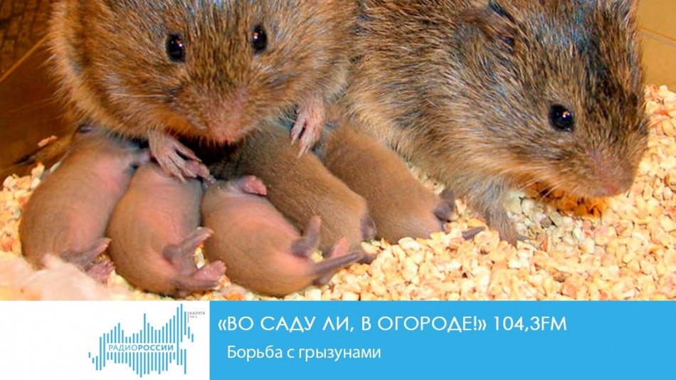 -Радио-2019ОС.jpg