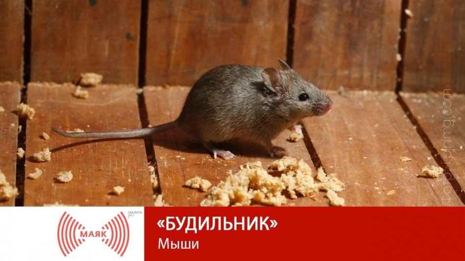 -МАЯК-2019Будильник.jpg