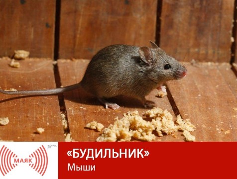 Будильник. Мыши