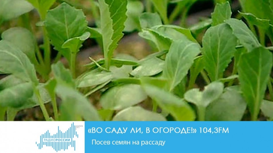0213-Радио-Сад.jpg