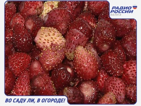 Во саду ли, в огороде! Эфир от 22.09.2016