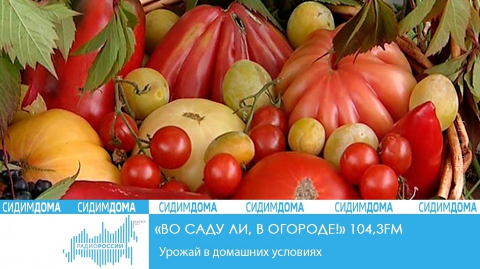 _-Радио-2020-Сидим-домаОС17.jpg
