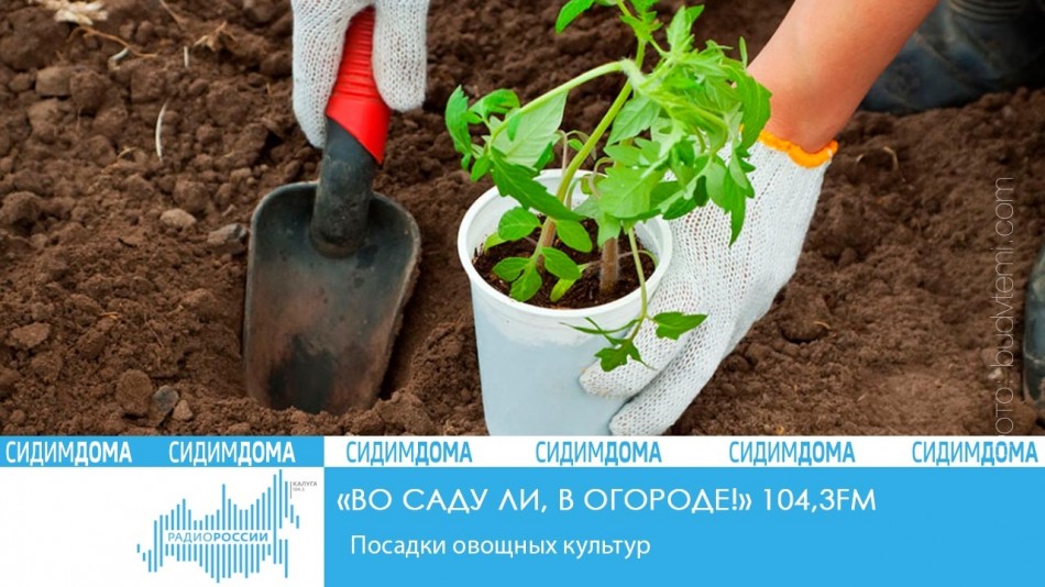 _-Радио-2020-Сидим-дома-(1)Сад.jpg