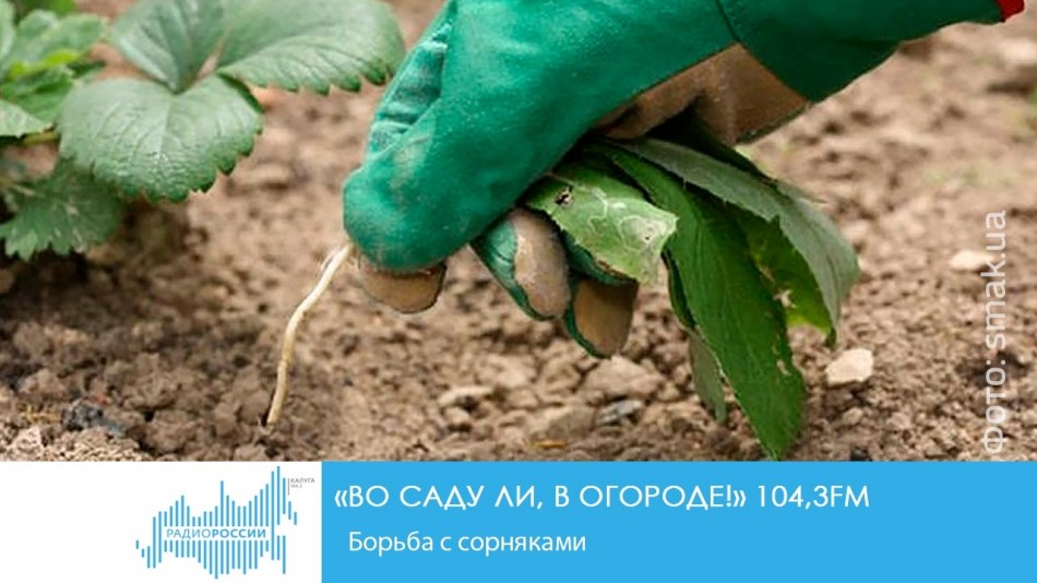 0611-Радио-Сад.jpg