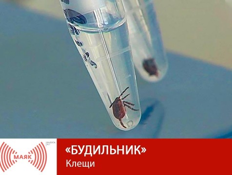 Будильник. Клещи