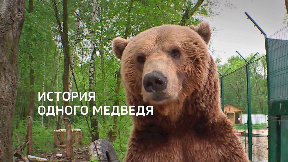 История-одного-медведя0619.jpg