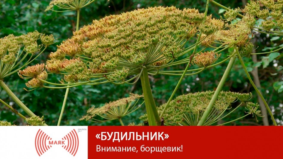 0707-МАЯК-Б.jpg