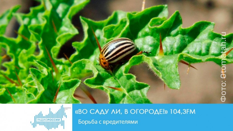 07091-Радио-2019.jpg