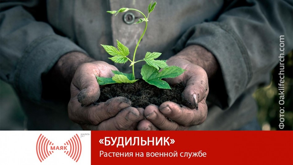 07141-МАЯК-2019.jpg