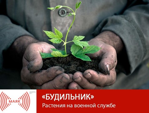 Будильник. Растения на военной службе