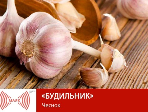 Будильник. Чеснок