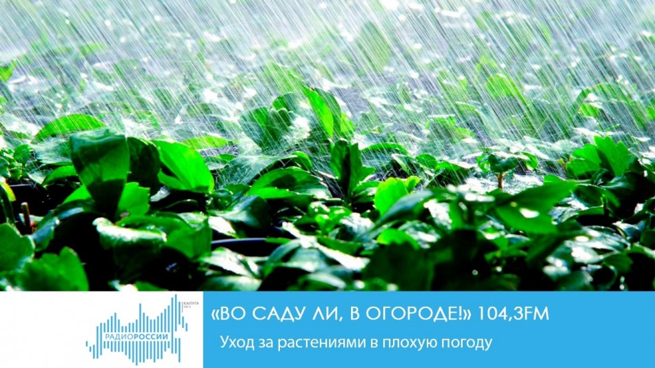 0-Радио-2019.jpg