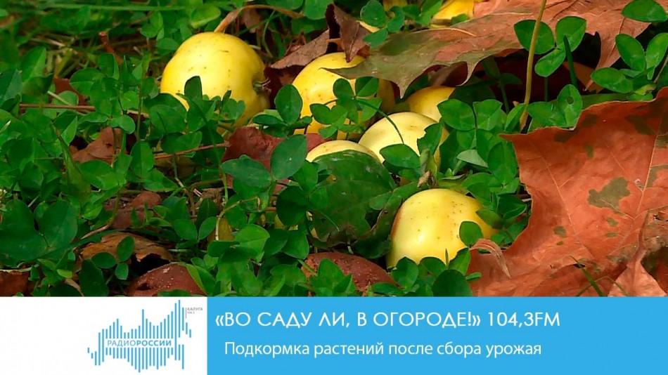 0923-Радио-Сад.jpg