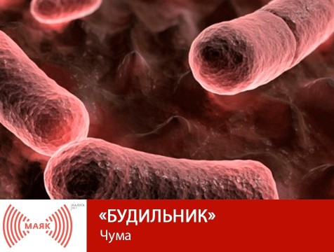 Будильник. Чума