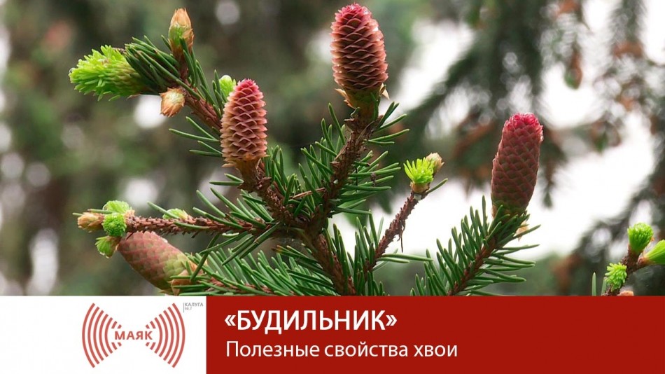 1228-МАЯК-Б.jpg
