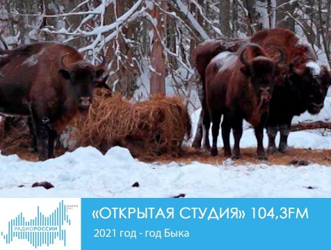 Открытая студия. 2021 год - год Быка