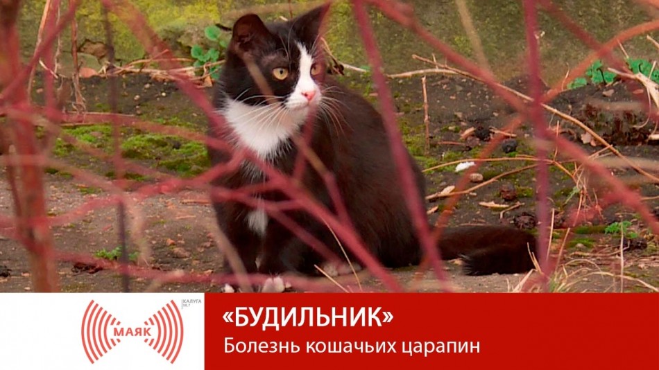 0525-МАЯК-Б.jpg
